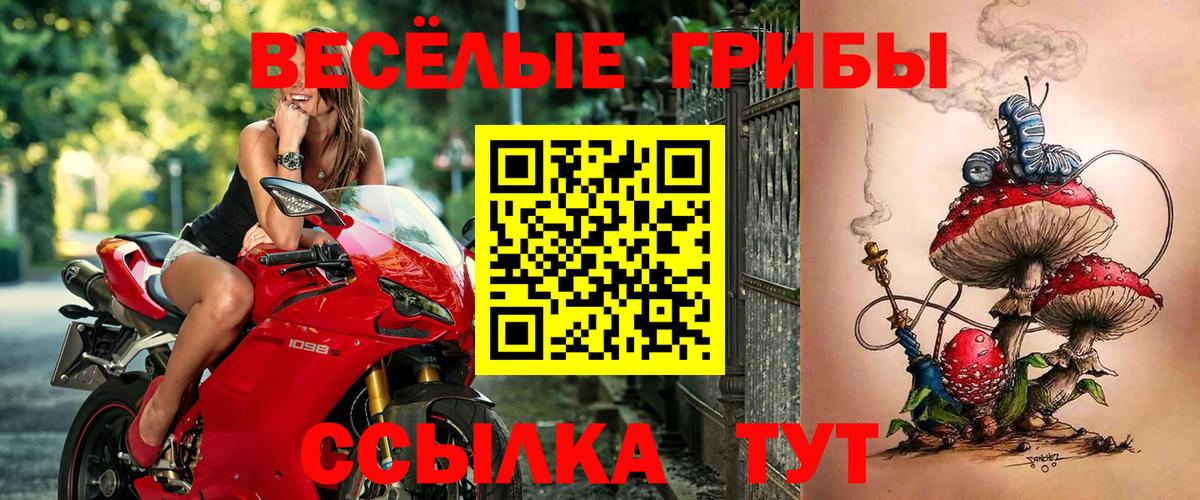 Псилоцибиновые грибы GOLDEN TEACHER  где купить   Вход с VPN  Лесозаводск  Псилоцибиновые грибы Psilocybe 
